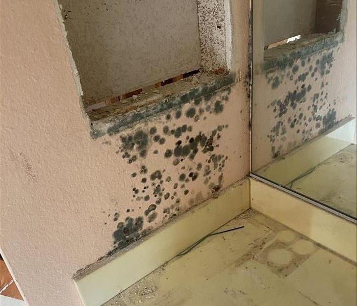 Mold growth in bathroom - SERVPRO team of trained technicians are proficient in mold remediation