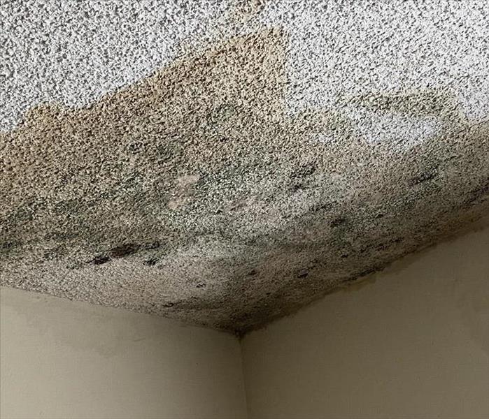Roof leak causing water damage, water stain, and mold growing on residential ceiling in Santee or Lakeside, San Diego.